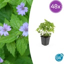 Knotiger Storchschnabel 48er-Set (Geranium nodosum) – winterharte Staude, Topf-Ø 9 cm, Höhe ca. 25 cm