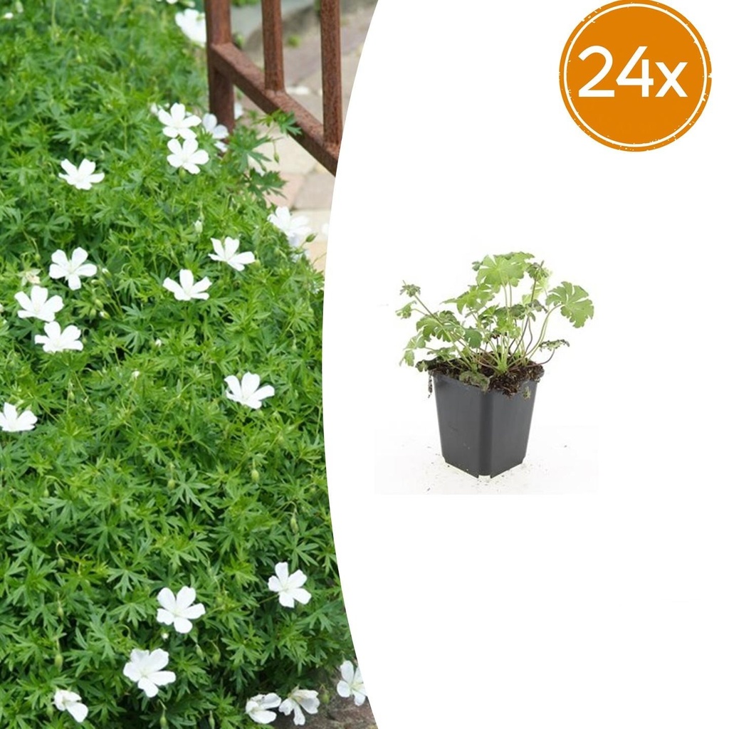 24x Geranium sanguineum 'Album' - ↕10-25cm - Ø9cm