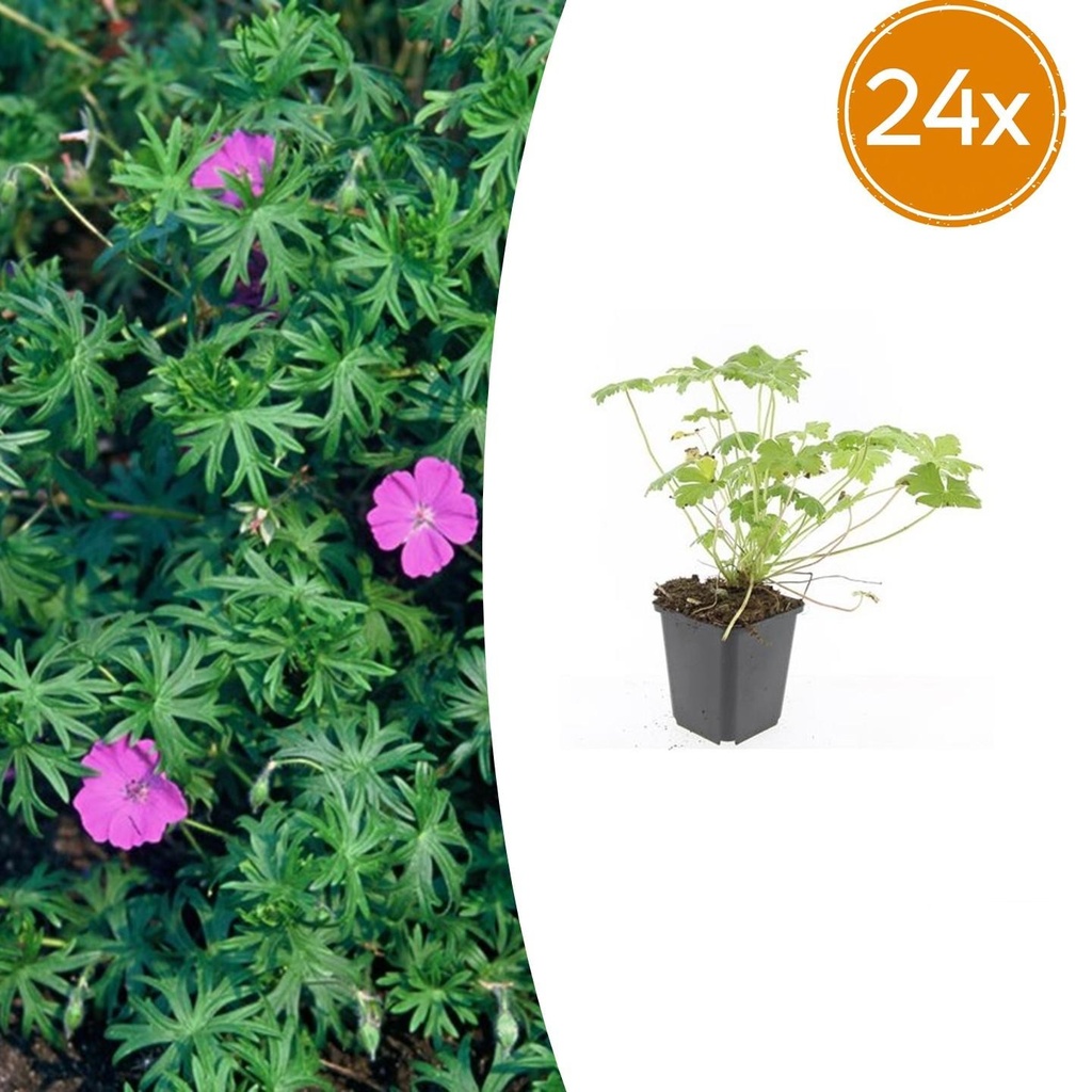 Geranie 'Winziges Monster' 24er-Set (Geranium) – winterharte Staude, Topf-Ø 9 cm, Höhe ca. 25 cm