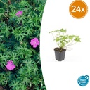 Geranie 'Winziges Monster' 24er-Set (Geranium) – winterharte Staude, Topf-Ø 9 cm, Höhe ca. 25 cm