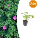 Storchschnabel 'Tiny Monster' 24er-Set (Geranium) – Staude, Topf-Ø 9 cm, Höhe ca. 10–25 cm