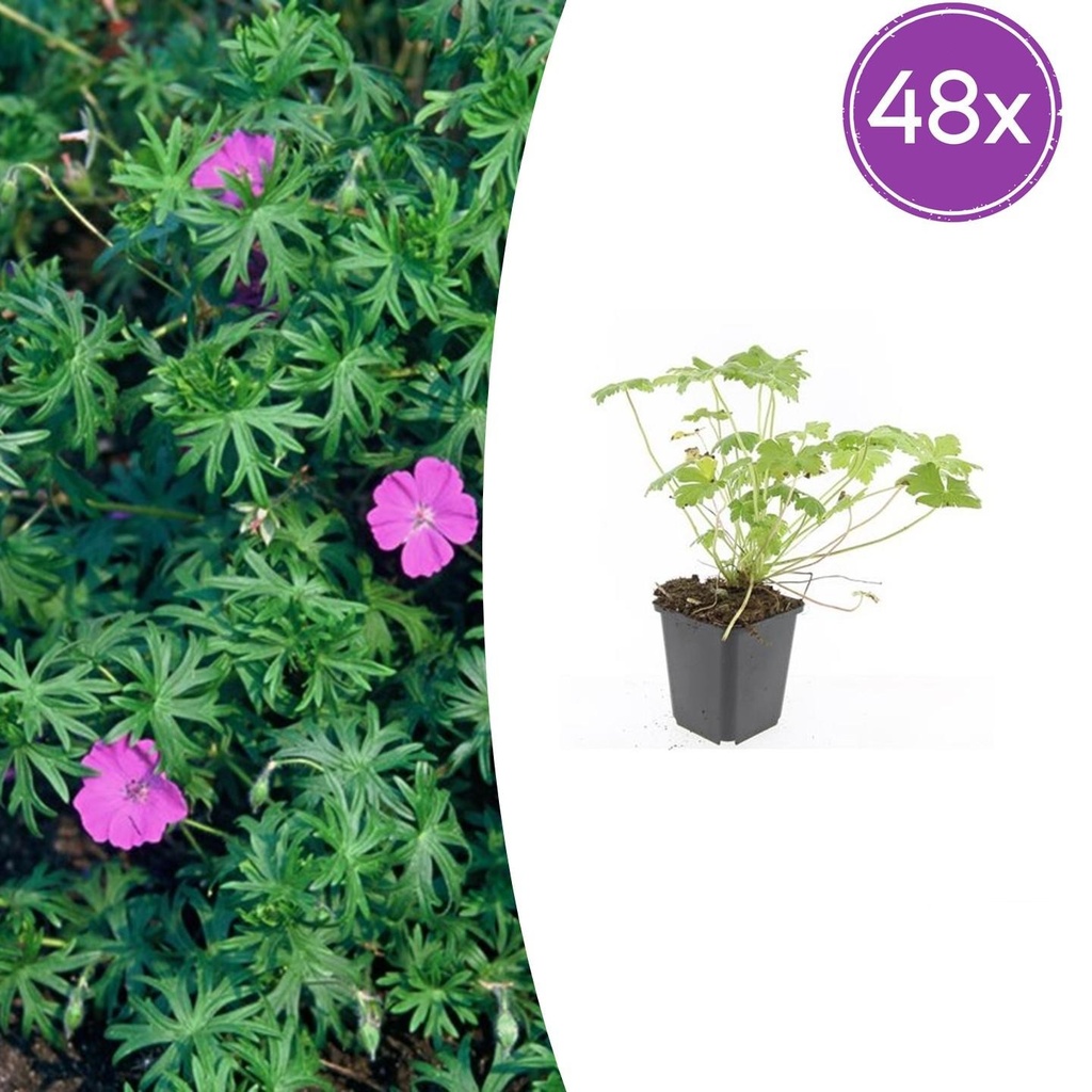 48x Geranium 'Tiny Monster' - ↕10-25cm - Ø9cm