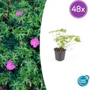Geranie 'Tiny Monster' 48er-Set (Geranium) – winterharte Staude, Topf-Ø 9 cm, Höhe ca. 25 cm