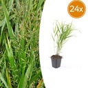 Japanisches Berggras 24er-Set (Hakonechloa macra) – winterhartes Ziergras, Topf-Ø 9 cm, Höhe ca. 25 cm