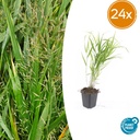 Japanisches Berggras 24er-Set (Hakonechloa macra) – winterhartes Ziergras, Topf-Ø 9 cm, Höhe ca. 25 cm