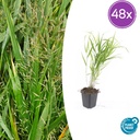 Japanisches Berggras 48er-Set (Hakonechloa macra) – winterhartes Ziergras, Topf-Ø 9 cm, Höhe ca. 25 cm