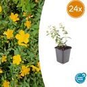 24x Hypericum dummeri 'Peter Dummer' - ↕10-25cm - Ø9cm