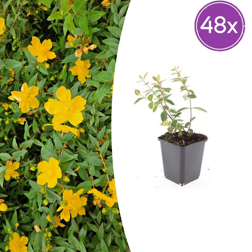 48x Hypericum dummeri 'Peter Dummer' - ↕10-25cm - Ø9cm