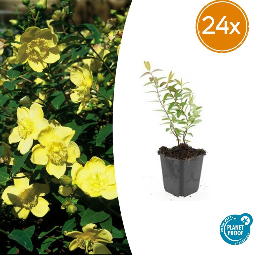 Johanniskraut 'Hidcote' 24er-Set (Hypericum perforatum) – winterharte Staude, Topf-Ø 9 cm, Höhe ca. 25 cm
