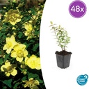 Johanniskraut 'Hidcote' 48er-Set (Hypericum perforatum) – winterharte Staude, Topf-Ø 9 cm, Höhe ca. 25 cm