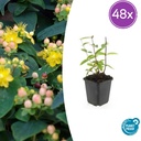 Duftloses Johanniskraut 'Annebel' 48er-Set (Hypericum inodorum) – winterharte Staude, Topf-Ø 9 cm, Höhe ca. 25 cm