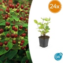 Duftloses Johanniskraut 'Schönheit' 24er-Set (Hypericum inodorum) – winterharte Staude, Topf-Ø 9 cm, Höhe ca. 25 cm