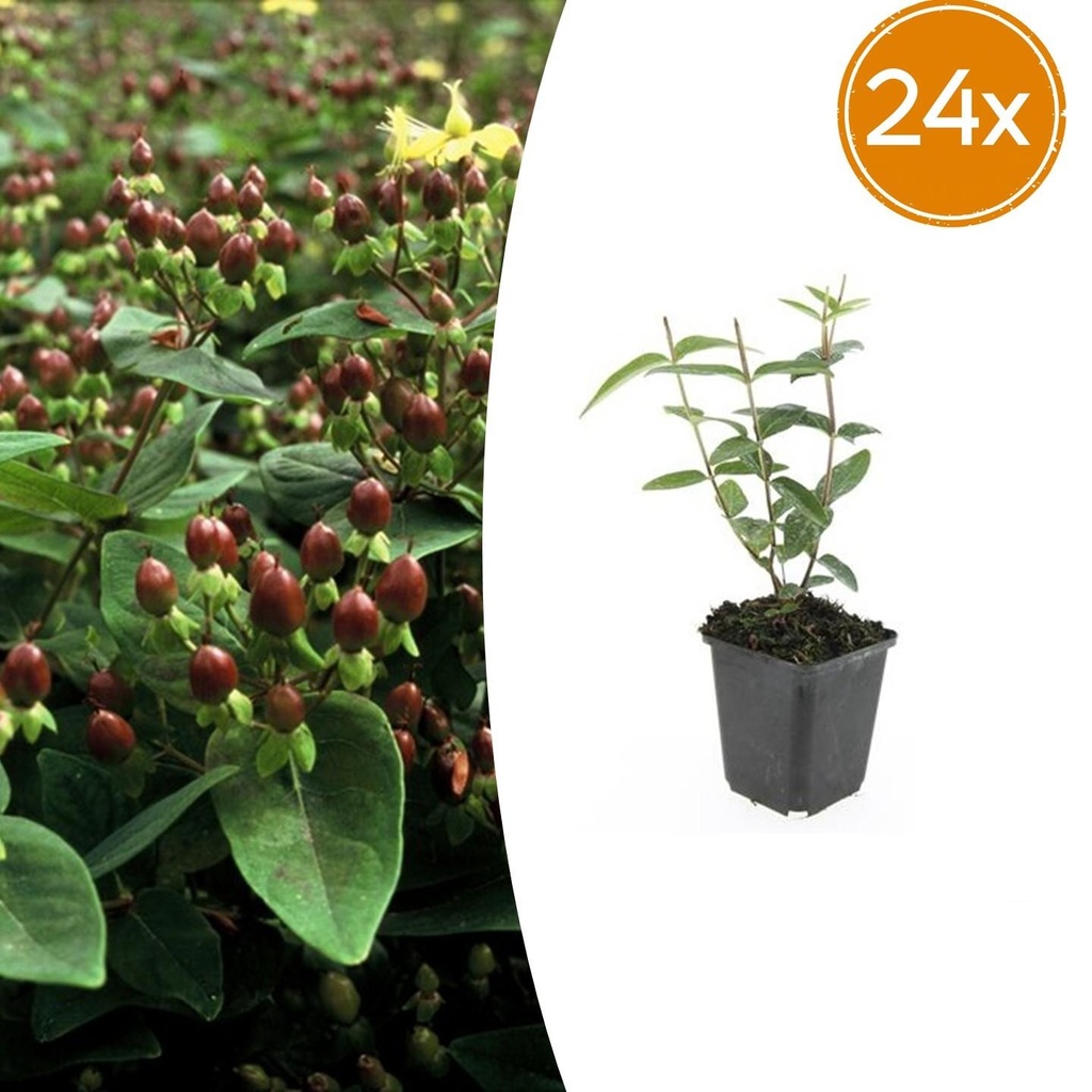 24x Hypericum inodorum 'Rheingold' - ↕10-25cm - Ø9cm