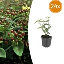 24x Hypericum inodorum 'Rheingold' - ↕10-25cm - Ø9cm