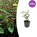 48x Hypericum inodorum 'Rheingold' - ↕10-25cm - Ø9cm