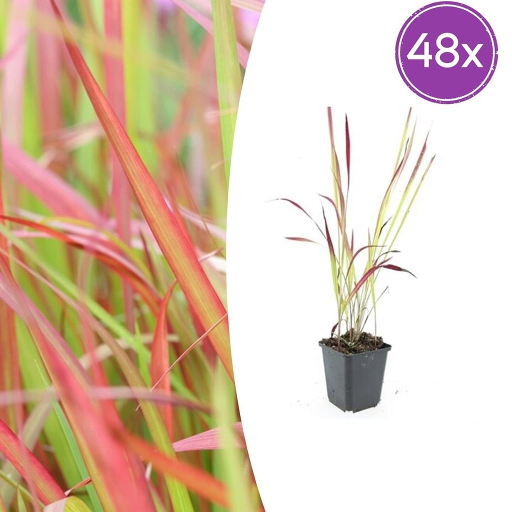 48x Imperata cylindrica 'Red Baron' - ↕10-25cm - Ø9cm