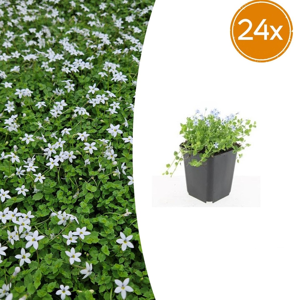 24x Isotoma fluviatilis 'Alba' - ↕10-25cm - Ø9cm