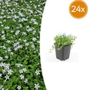24x Isotoma fluviatilis 'Alba' - ↕10-25cm - Ø9cm