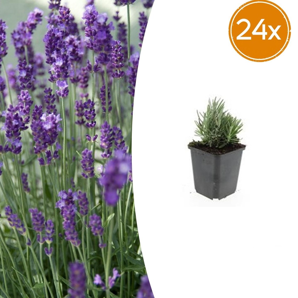 24x Lavandula angustifolia 'Dwarf Blue' - ↕10-25cm - Ø9cm