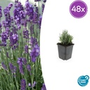 Echter Lavendel 'Dwarf Blue' 48er-Set (Lavandula angustifolia) – winterharter Halbstrauch, Topf-Ø 9 cm, Höhe ca. 25 cm