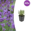 Echter Lavendel 'Munstead' 48er-Set (Lavandula angustifolia) – winterharter Halbstrauch, Topf-Ø 9 cm, Höhe ca. 25 cm
