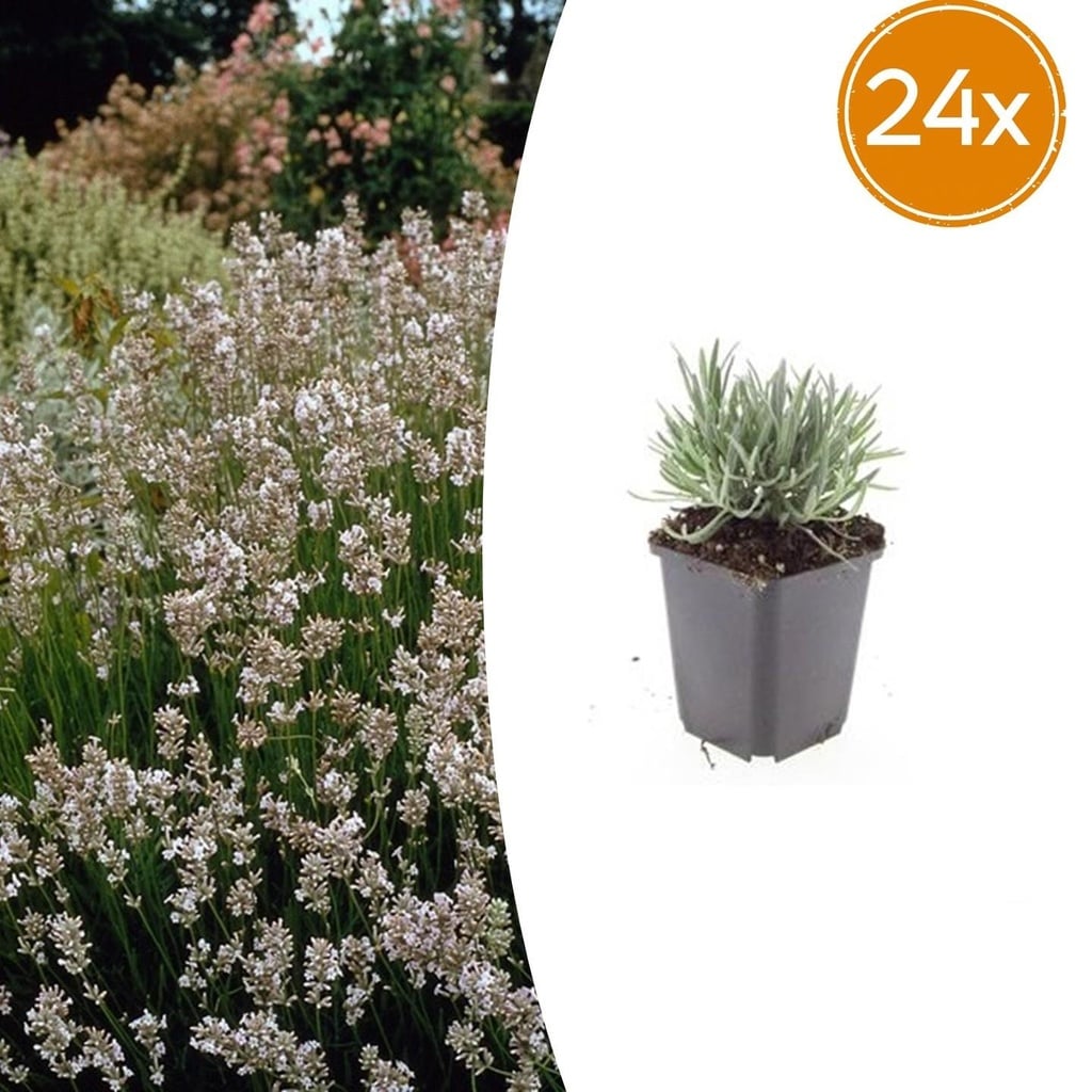 24x Lavandula intermedia 'Edelweiss' - ↕10-25cm - Ø9cm