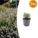 24x Lavandula intermedia 'Edelweiss' - ↕10-25cm - Ø9cm