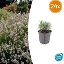 Lavendel 'Edelweiss' 24er-Set (Lavandula intermedia) – winterharte Duftstaude, Topf-Ø 9 cm, Höhe ca. 25 cm