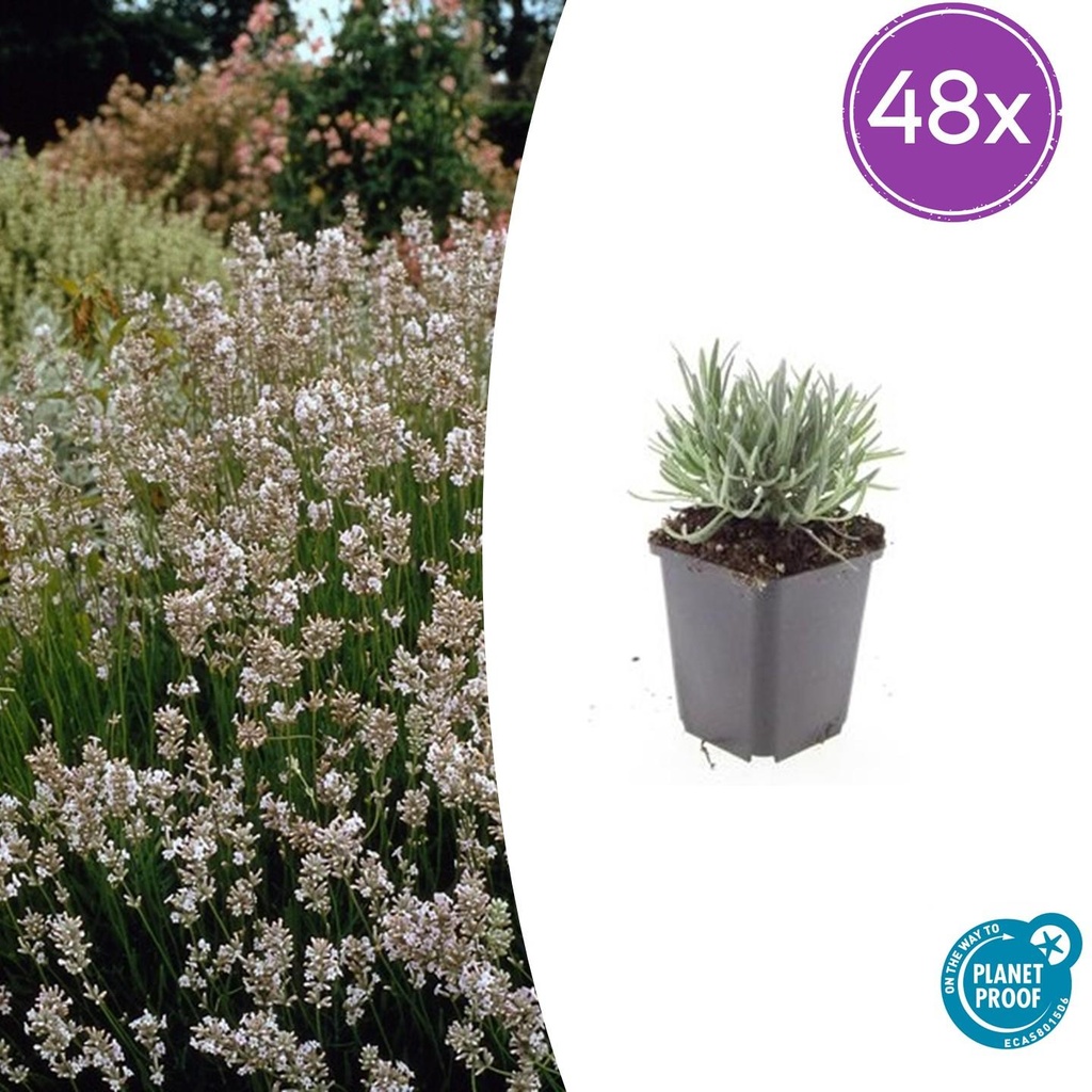 Echter Lavendel 'Edelweiss' 48er-Set (Lavandula angustifolia) – winterharte Duftstaude, Topf-Ø 9 cm, Höhe ca. 25 cm