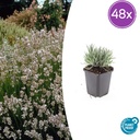 Echter Lavendel 'Edelweiss' 48er-Set (Lavandula angustifolia) – winterharte Duftstaude, Topf-Ø 9 cm, Höhe ca. 25 cm