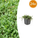 24x Leptinella squalida - ↕10-25cm - Ø9cm