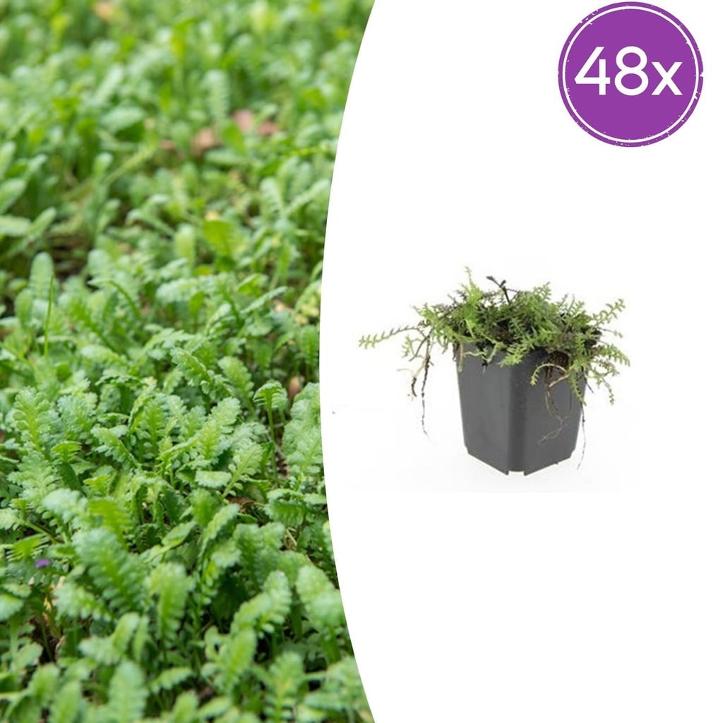 48x Leptinella squalida - ↕10-25cm - Ø9cm