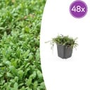 48x Leptinella squalida - ↕10-25cm - Ø9cm