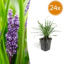 24x Liriope muscari 'Big Blue' - ↕10-25cm - Ø9cm