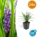 Lilientraube 'Big Blue' 24er-Set (Liriope muscari) – winterharte immergrüne Staude, Topf-Ø 9 cm, Höhe ca. 25 cm