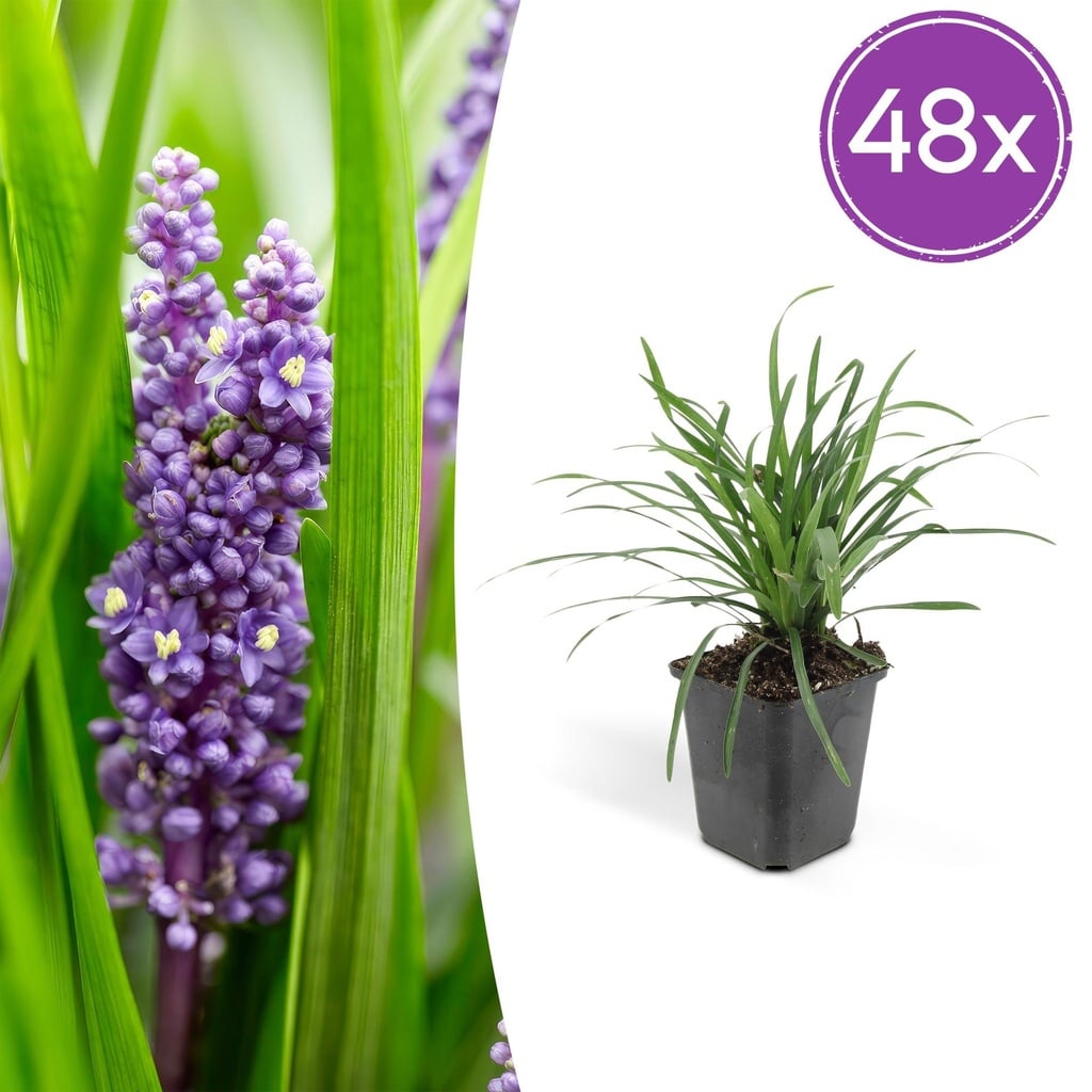 48x Liriope muscari 'Big Blue' - ↕10-25cm - Ø9cm