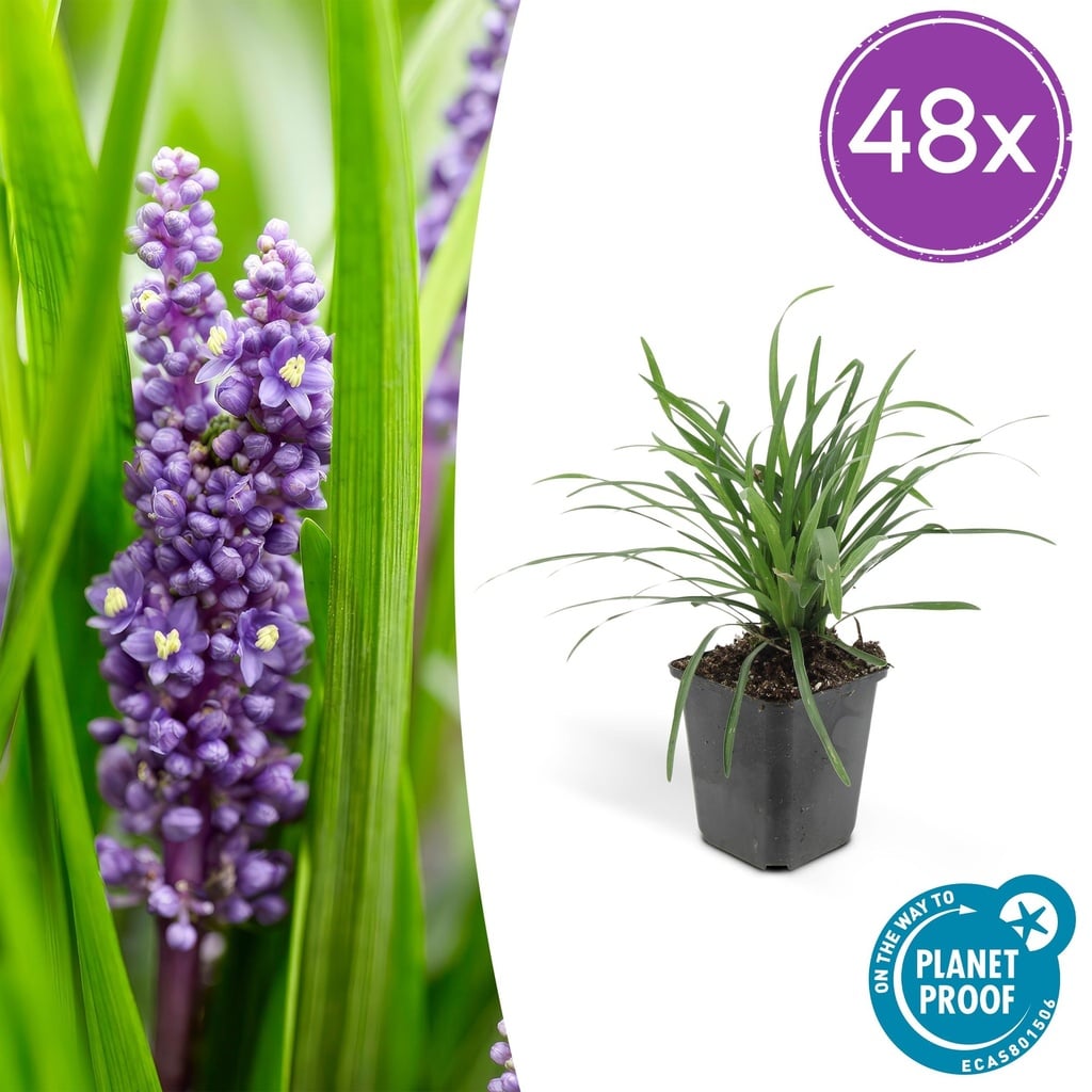 Lilientraube 'Big Blue' 48er-Set (Liriope muscari) – winterharte immergrüne Staude, Topf-Ø 9 cm, Höhe ca. 25 cm