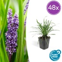 Lilientraube 'Big Blue' 48er-Set (Liriope muscari) – winterharte immergrüne Staude, Topf-Ø 9 cm, Höhe ca. 25 cm