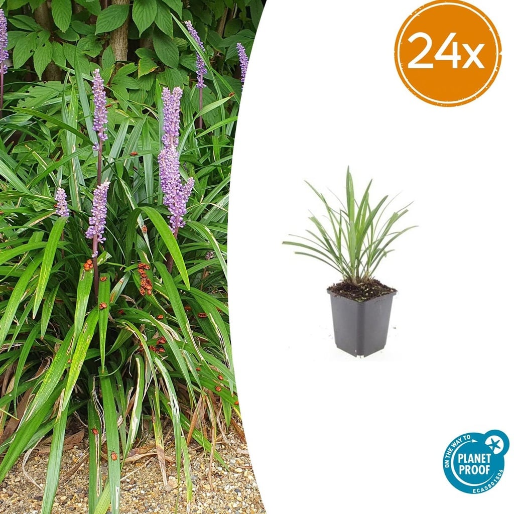 Lilientraube 'Ingwersen' 24er-Set (Liriope muscari) – winterharte immergrüne Staude, Topf-Ø 9 cm, Höhe ca. 25 cm