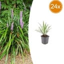 24x Liriope muscari 'Ingwersen' - ↕10-25cm - Ø9cm