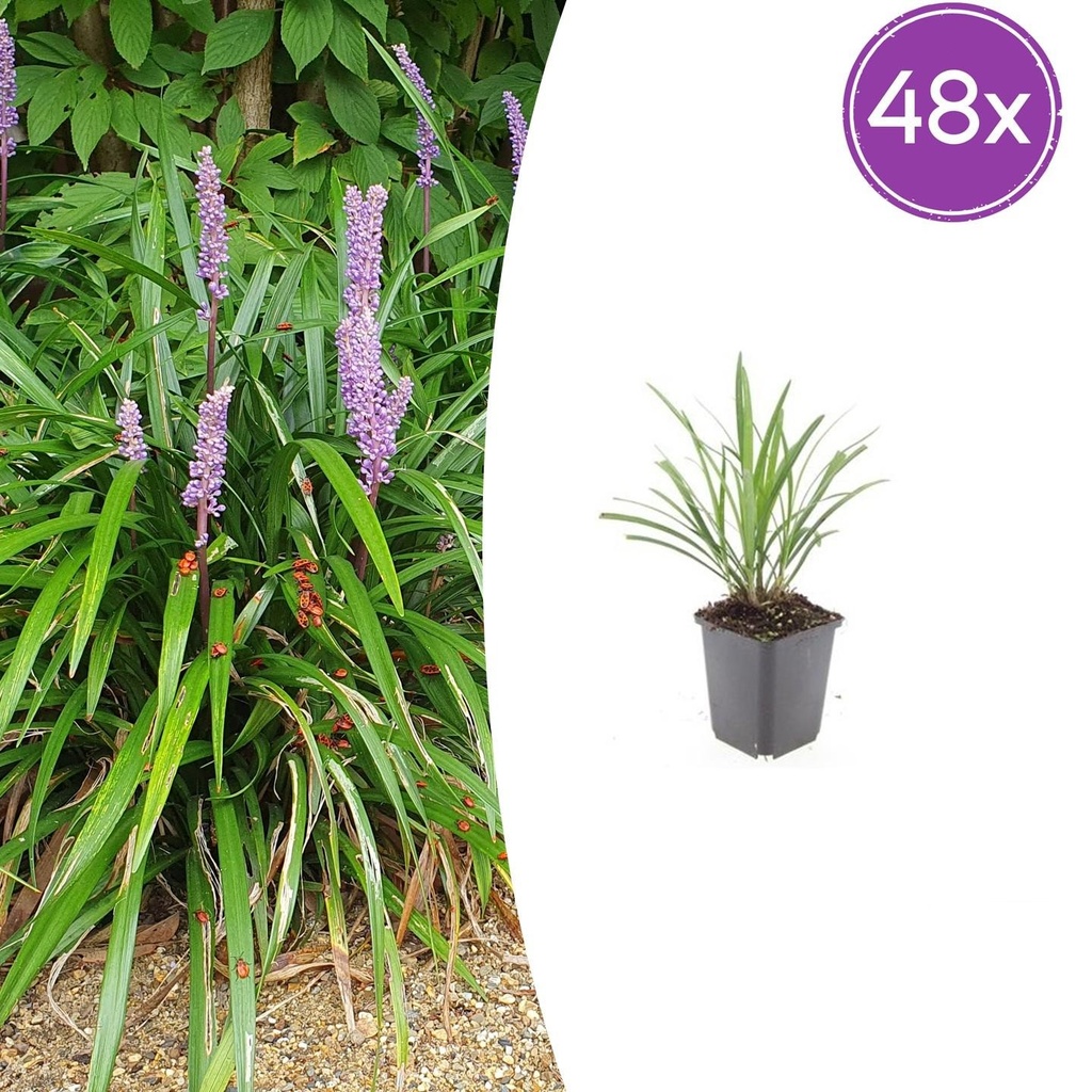 48x Liriope muscari 'Ingwersen' - ↕10-25cm - Ø9cm