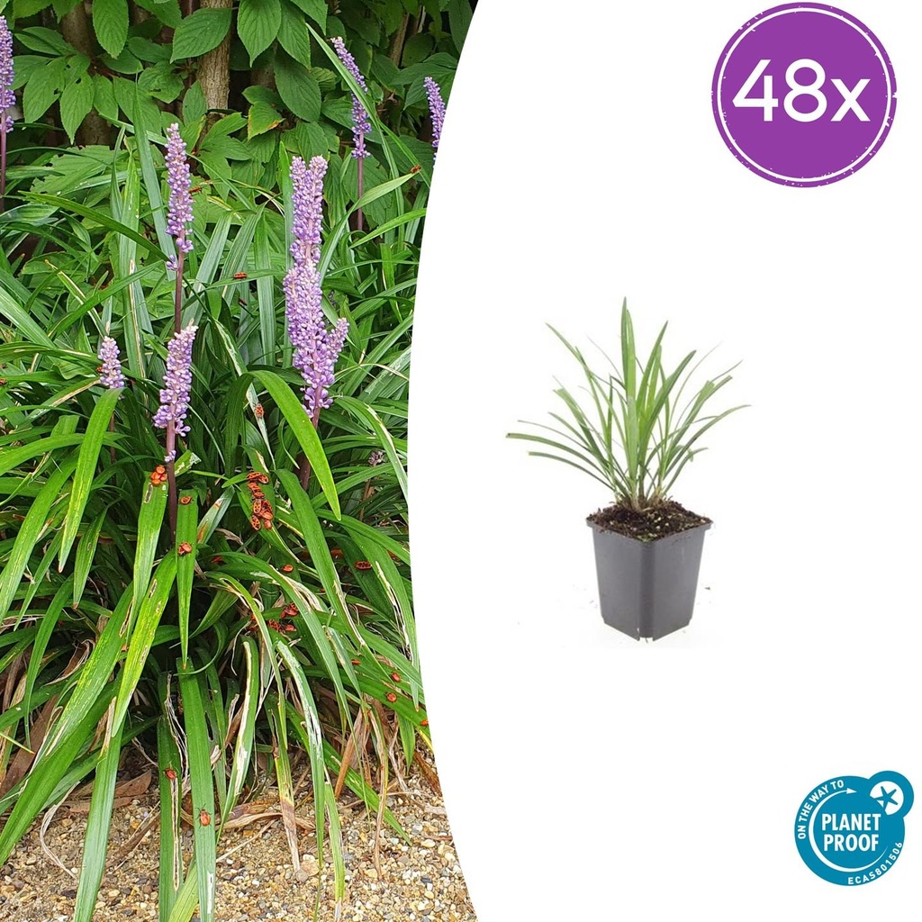 Lilientraube 'Ingwersen' 48er-Set (Liriope muscari) – winterharte immergrüne Staude, Topf-Ø 9 cm, Höhe ca. 25 cm