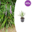 48x Liriope muscari 'Ingwersen' - ↕10-25cm - Ø9cm