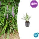 Lilientraube 'Ingwersen' 48er-Set (Liriope muscari) – winterharte immergrüne Staude, Topf-Ø 9 cm, Höhe ca. 25 cm