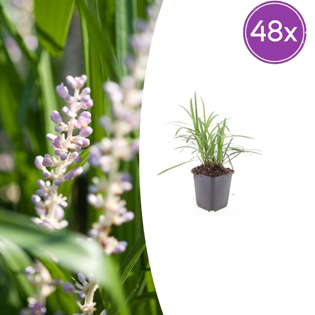 48x Liriope muscari 'Monroe White' - ↕10-25cm - Ø9cm
