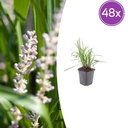 48x Liriope muscari 'Monroe White' - ↕10-25cm - Ø9cm