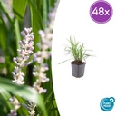 Lilientraube 'Monroe White' 48er-Set (Liriope muscari) – winterharte immergrüne Staude, Topf-Ø 9 cm, Höhe ca. 25 cm