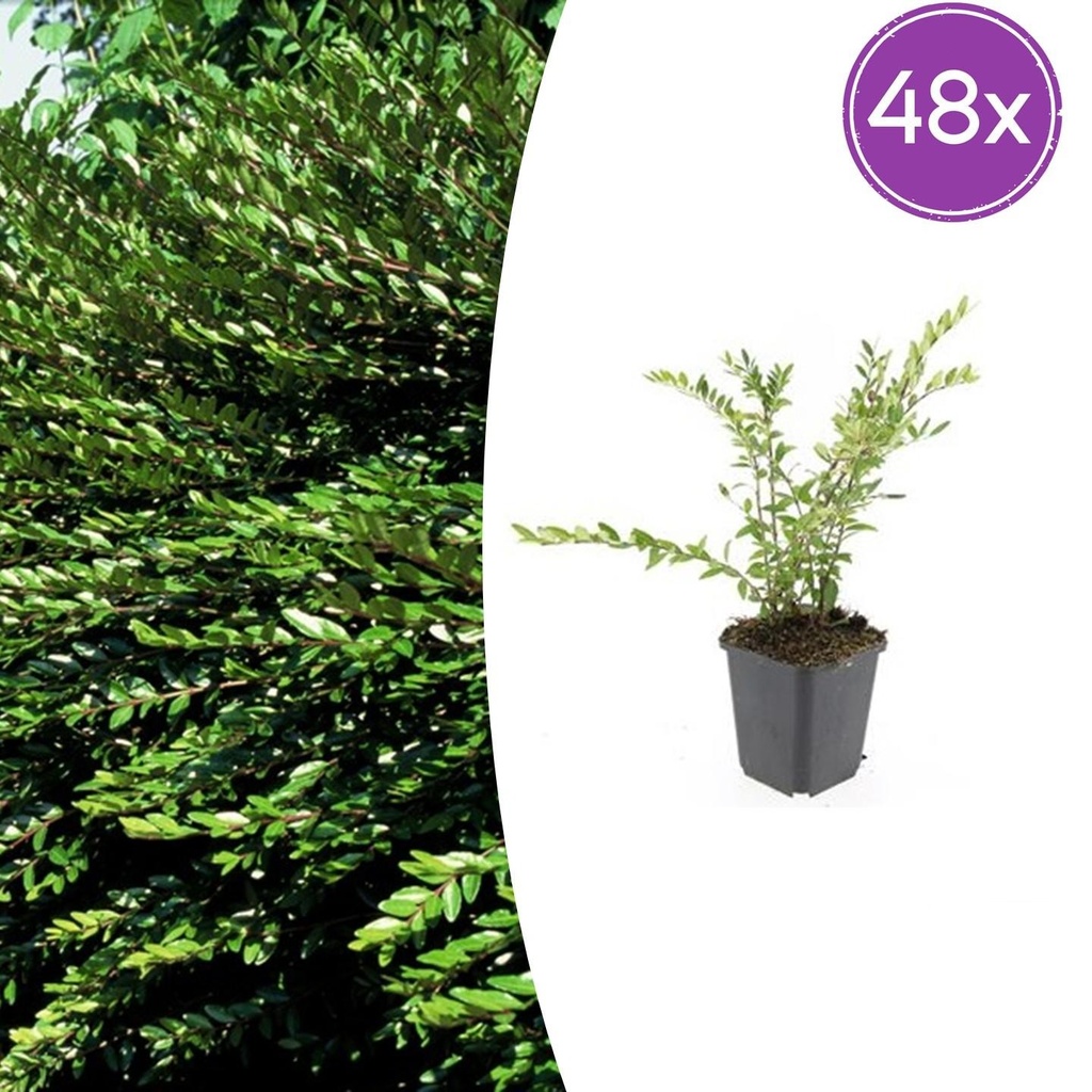 48x Lonicera pileata - ↕10-25cm - Ø9cm