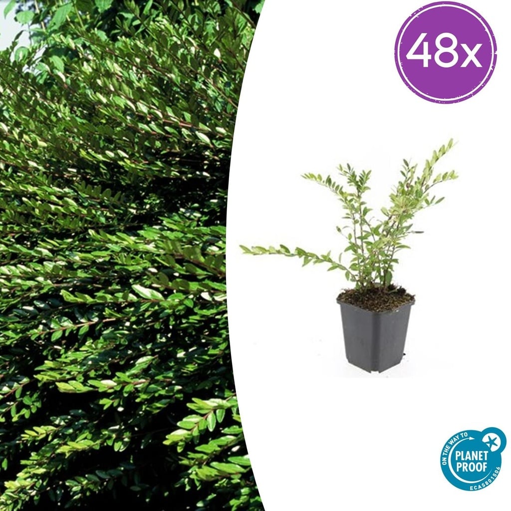 Böschungsmyrte 48er-Set (Lonicera pileata) – winterharter Bodendecker, Topf-Ø 9 cm, Höhe ca. 25 cm