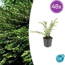 Böschungsmyrte 48er-Set (Lonicera pileata) – winterharter Bodendecker, Topf-Ø 9 cm, Höhe ca. 25 cm